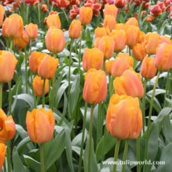 Tulip Cutting Garden Collection -Garden Supplies Sales Store 105240E 1