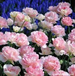 Late Spring Blooming Tulip Collection -Garden Supplies Sales Store 107110E 1