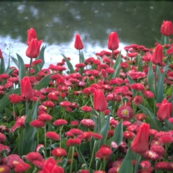Sky High Scarlet Single Late Tulip -Garden Supplies Sales Store 108380E 1