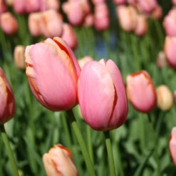 Long Blooming Tulip Collection -Garden Supplies Sales Store 108440E 2