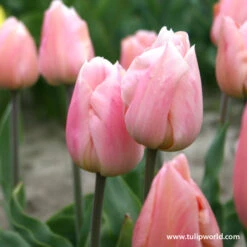 Early Spring Blooming Tulip Collection -Garden Supplies Sales Store 109100E 1