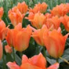 Orange Brilliant Fosteriana Tulip -Garden Supplies Sales Store 110150E 1
