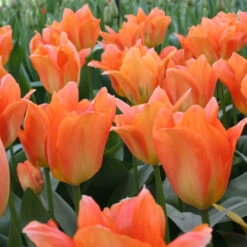 Perennial Tulip Collection -Garden Supplies Sales Store 110150E