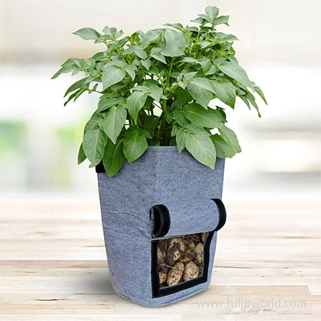 Vegetable Growing Bag 5 Vegetable Growing Bag - Image 3