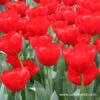 Seadov Red Bulk Tulips 500/crate