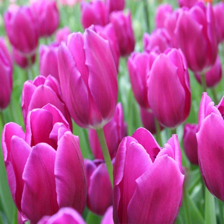 Purple Flag Triumph Tulip Super Pack 4 Purple Flag Triumph Tulip Super Pack - Image 2