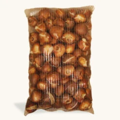 Purple Flag Triumph Tulip Super Pack 7 Purple Flag Triumph Tulip Super Pack -Garden Supplies Sales Store 1134E