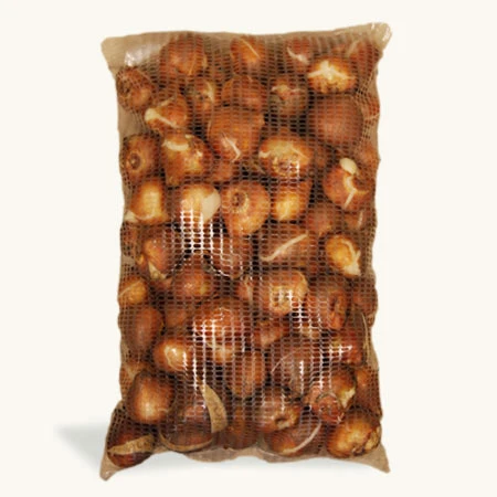 Purple Flag Triumph Tulip Super Pack 5 Purple Flag Triumph Tulip Super Pack - Image 3