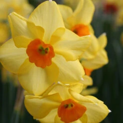 Red Devon Daffodils Super Pack -Garden Supplies Sales Store 1140E