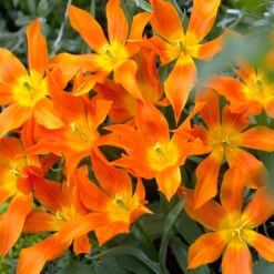 Ballerina Lily Tulip 7 Ballerina Lily Tulip -Garden Supplies Sales Store 114120E