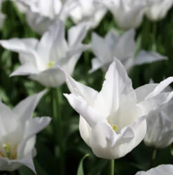 Late Spring Blooming Tulip Collection -Garden Supplies Sales Store 114270E