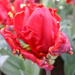 Rococo Parrot Tulip -Garden Supplies Sales Store 116290E