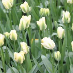 Tulip Cutting Garden Collection -Garden Supplies Sales Store 119170E 1
