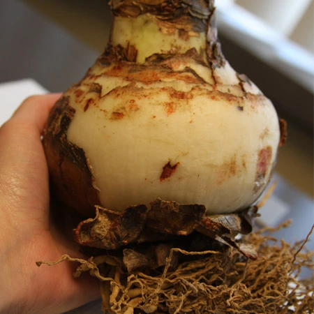 Red Lion Large Flowering Amaryllis 4 Red Lion Large Flowering Amaryllis - Image 2