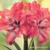 Lady Jane Amaryllis Double Flower -Garden Supplies Sales Store 1237