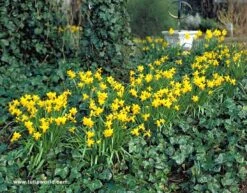 Yellow Daffodil Collection 19 Yellow Daffodil Collection -Garden Supplies Sales Store 125170E 1