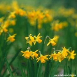 Miniature Daffodil Collection -Garden Supplies Sales Store 125220E 1