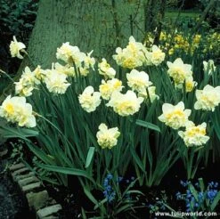 Double Flowering Daffodil Collection -Garden Supplies Sales Store 126210E
