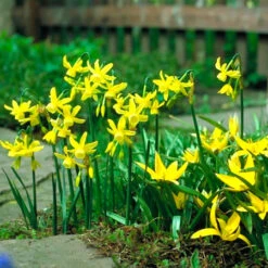 Yellow Daffodil Collection 13 Yellow Daffodil Collection -Garden Supplies Sales Store 128100E