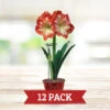 Plant Stakes - 12 Pack -Garden Supplies Sales Store 13107 plant stakes