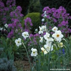 All Spring Blooming Daffodil Collection -Garden Supplies Sales Store 131170E 1