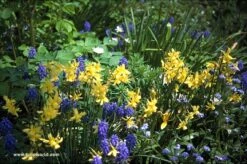 Miniature Daffodil Collection -Garden Supplies Sales Store 135110E 1