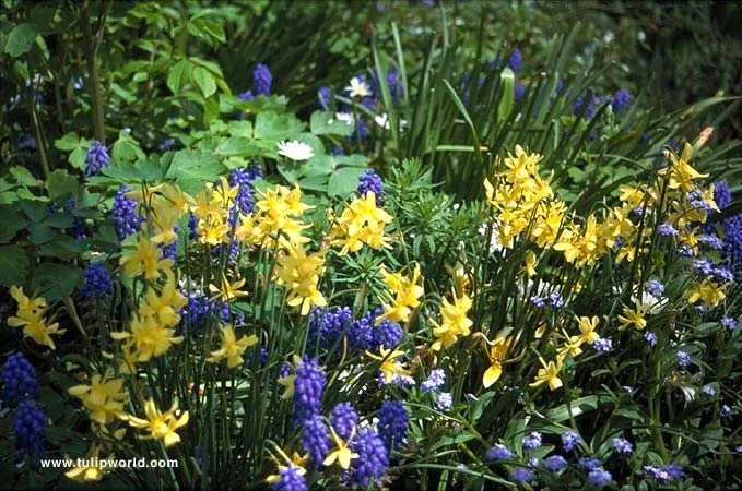 Yellow Daffodil Collection 9 Yellow Daffodil Collection - Image 7