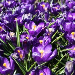 Spring Crocus Collection -Garden Supplies Sales Store 145140E 1