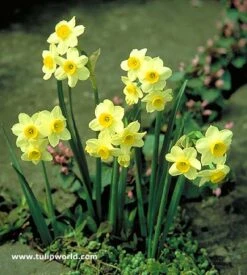 Minnow Daffodil Narcissus -Garden Supplies Sales Store 145150E 1