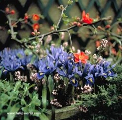 Sailed The Ocean Blue Collection 15 Sailed The Ocean Blue Collection -Garden Supplies Sales Store 156130E