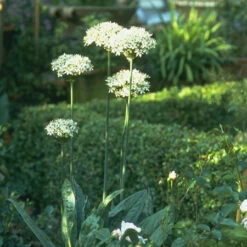 Purple & White Allium Collection -Garden Supplies Sales Store 185280E