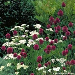 Warm Climate Spring Blooming Garden Collection -Garden Supplies Sales Store 185400E