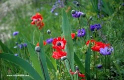 Mixed Anemone Collection -Garden Supplies Sales Store 186160E