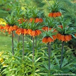 Aurora Fritillaria -Garden Supplies Sales Store 188520E