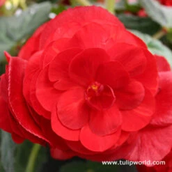 Double Begonia Collection -Garden Supplies Sales Store 21100