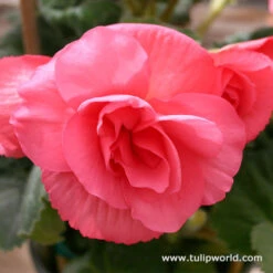 Double Begonia Collection -Garden Supplies Sales Store 21102