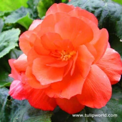 Double Begonia Collection -Garden Supplies Sales Store 21103