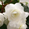 White Hanging Basket Begonia -Garden Supplies Sales Store 21127