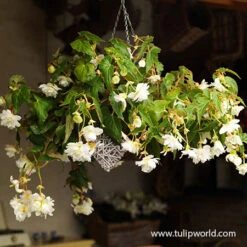Hanging Basket Begonias Collection -Garden Supplies Sales Store 21127 white hanging basket begonia 1