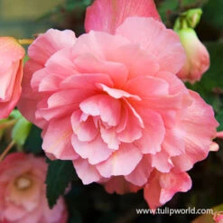 Hanging Basket Begonias Collection -Garden Supplies Sales Store 21132 pink delight fragrant begonia 2