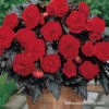 Switzerland Dark Leaf Red Begonia -Garden Supplies Sales Store 21226