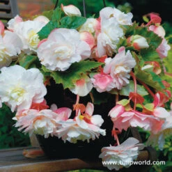 Hanging Basket Begonias Collection -Garden Supplies Sales Store 21227