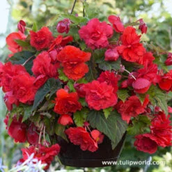 Hanging Basket Begonias Collection -Garden Supplies Sales Store 21229