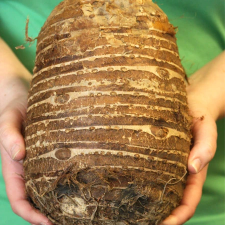 Jumbo Elephant Ear 4 Jumbo Elephant Ear - Image 2