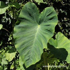 Truly Tropical Collection -Garden Supplies Sales Store 22110 elephant ear