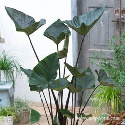 Foliage Favorites Collection -Garden Supplies Sales Store 22112 tea cup colocasia 1
