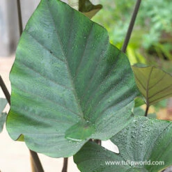 Foliage Favorites Collection -Garden Supplies Sales Store 22112 tea cup colocasia 2 1
