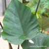 Tea Cup Elephant Ear -Garden Supplies Sales Store 22112 tea cup colocasia 2