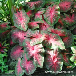 Truly Tropical Collection -Garden Supplies Sales Store 22125