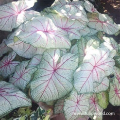 Foliage Favorites Collection -Garden Supplies Sales Store 22131 summer breeze caladium